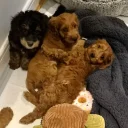 Cavapoo