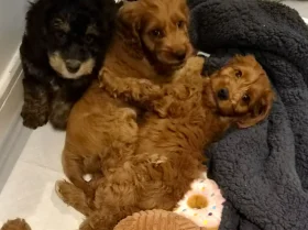 Cavapoo