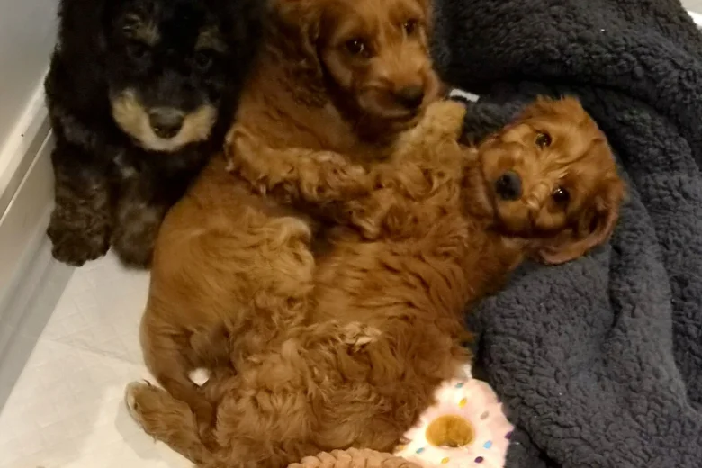 Cavapoo