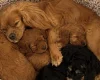 Cavapoo