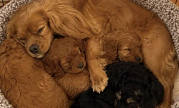 Cavapoo