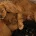 Cavapoo