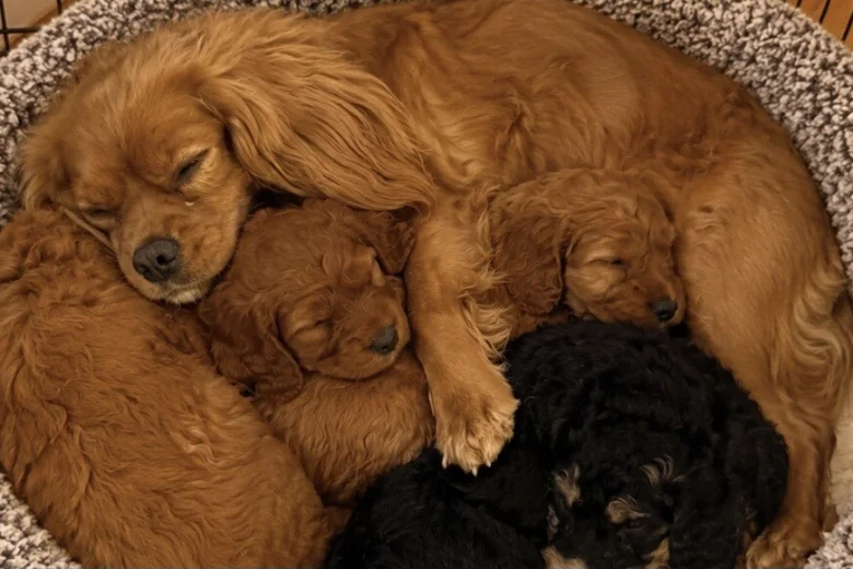 Cavapoo
