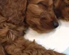 Cavapoo
