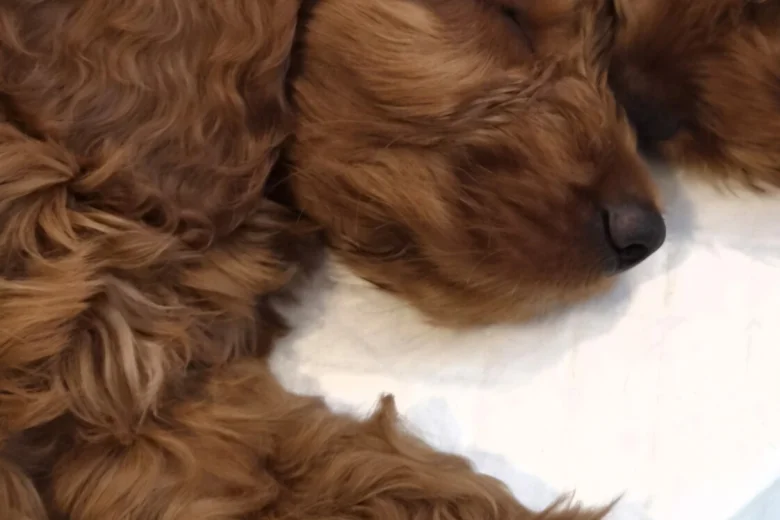 Cavapoo