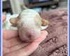 Cavapoo
