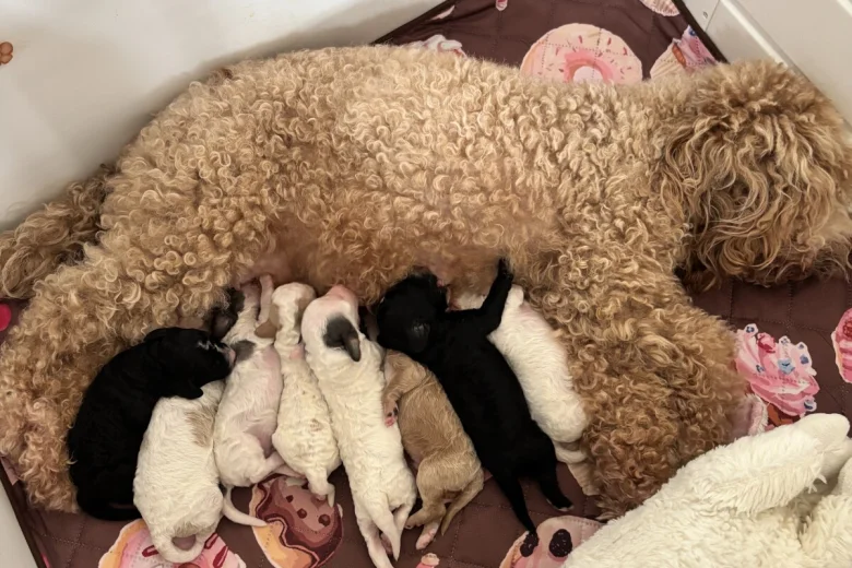 Cavapoo
