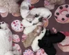Cavapoo