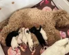 Cavapoo