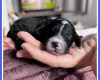 Cavapoo