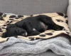 Cocker Spaniel (Working)