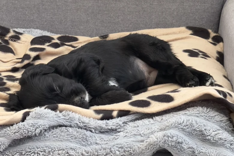 Cocker Spaniel (Working)