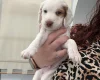 Cocker Spaniel (Working)