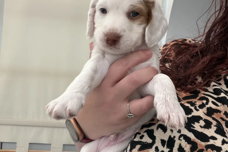 Cocker Spaniel (Working)