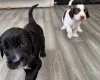 Cocker Spaniel (Working)