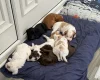 Cocker Spaniel (Working)