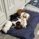 Cocker Spaniel (Working)