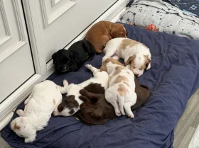 Cocker Spaniel (Working)