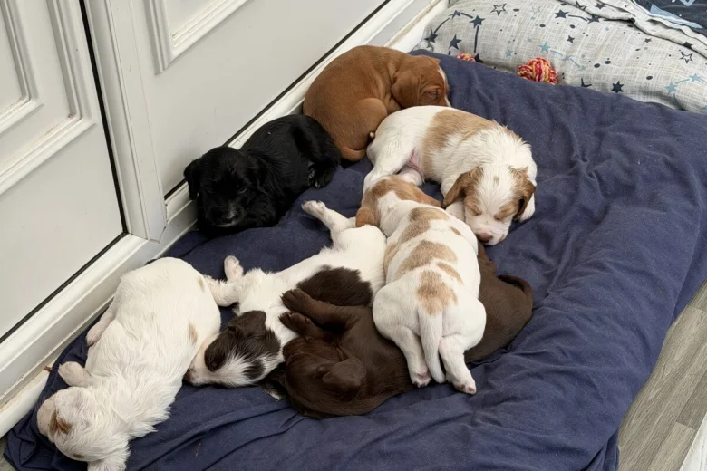 Cocker Spaniel (Working)