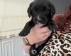 Cocker Spaniel (Working)