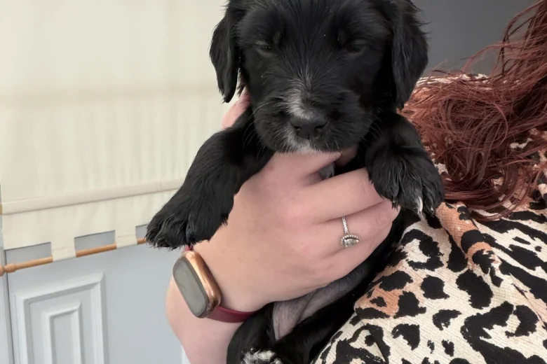 Cocker Spaniel (Working)