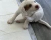Cocker Spaniel (Working)