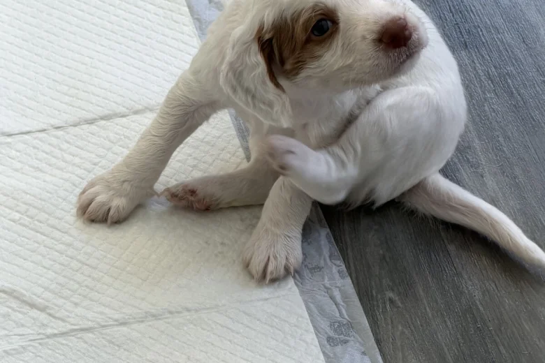 Cocker Spaniel (Working)