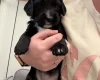 Cocker Spaniel (Working)