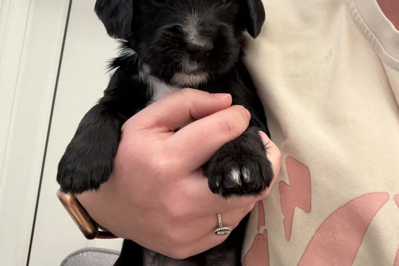 Cocker Spaniel (Working)