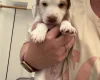 Cocker Spaniel (Working)