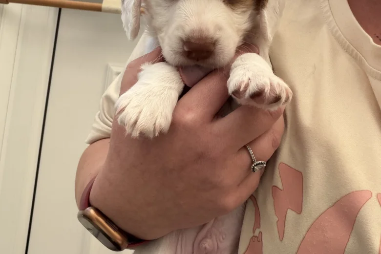 Cocker Spaniel (Working)