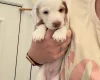 Cocker Spaniel (Working)