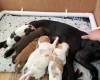 Cocker Spaniel (Working)