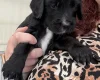 Cocker Spaniel (Working)