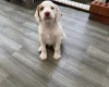 Cocker Spaniel (Working)