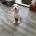 Cocker Spaniel (Working)