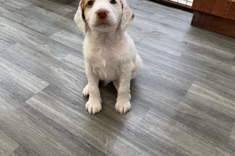Cocker Spaniel (Working)