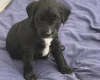 Cocker Spaniel (Working)