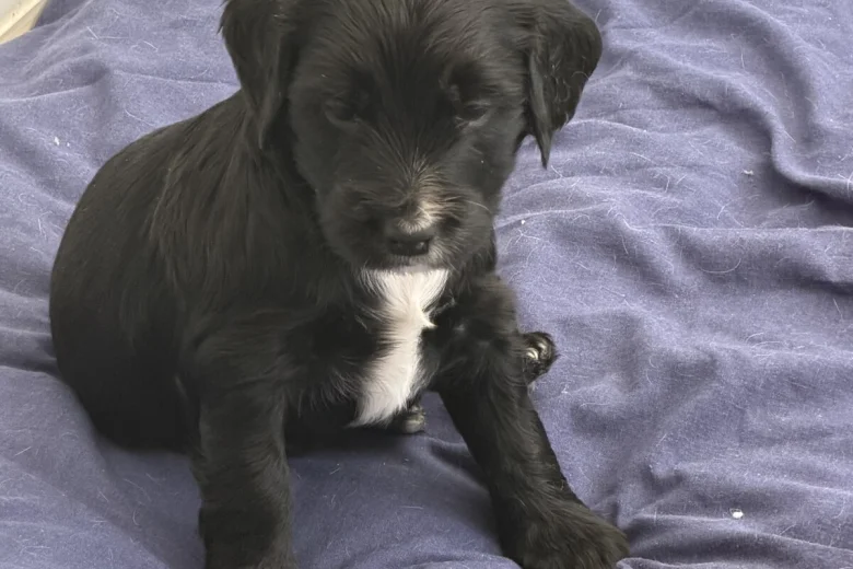 Cocker Spaniel (Working)