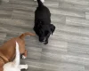 Cocker Spaniel (Working)