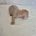 Dachshund (Miniature Smooth Haired)