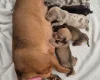 Dachshund (Miniature Smooth Haired)