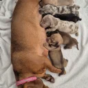 Dachshund (Miniature Smooth Haired)