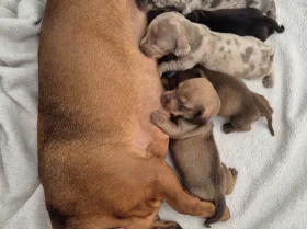 Dachshund (Miniature Smooth Haired)