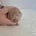 Dachshund (Miniature Smooth Haired)