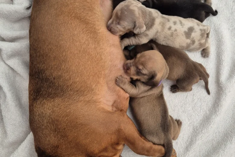 Dachshund (Miniature Smooth Haired)