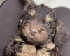 Cockapoo