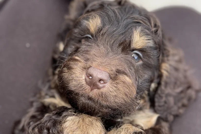 Cockapoo