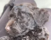 Cockapoo