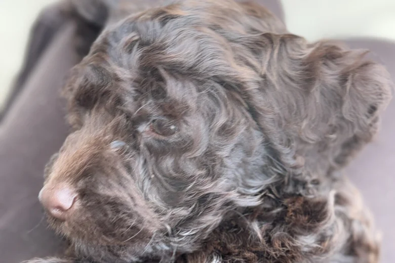Cockapoo
